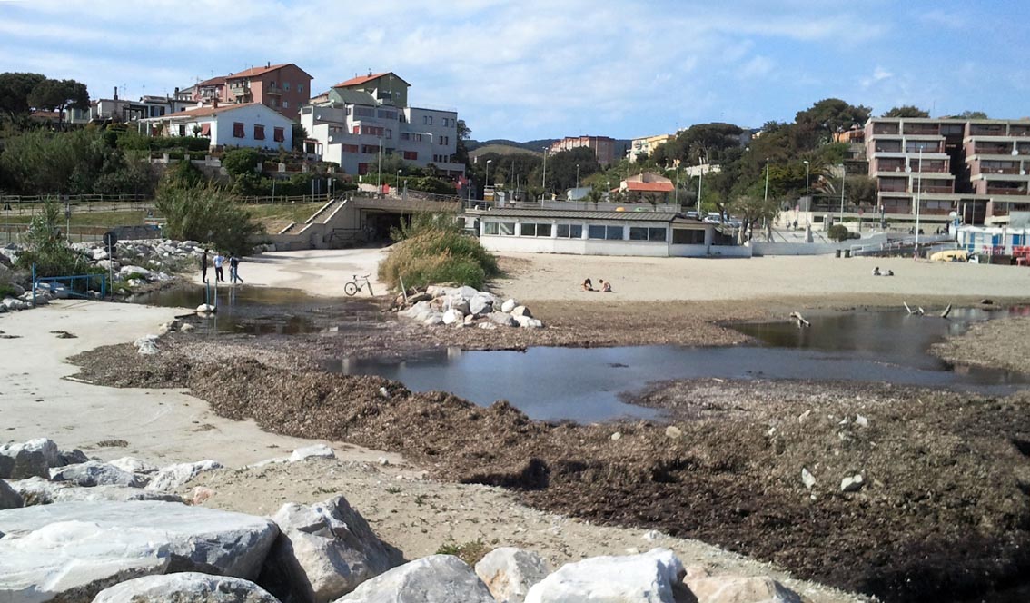 Rio Salivoli (Piombino) - rospi smeraldini in citt!